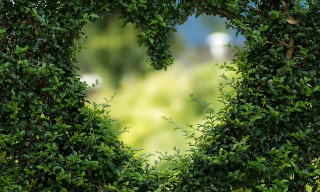 Ein Herz das in eine Hecke geschnitten wurde.